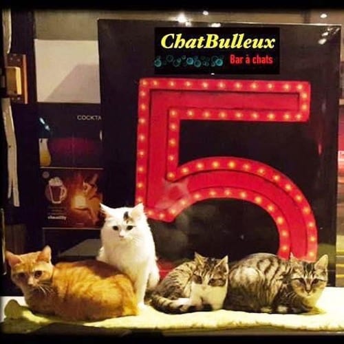 Le « Chat Bulleux », premier bar à chats à Dijon