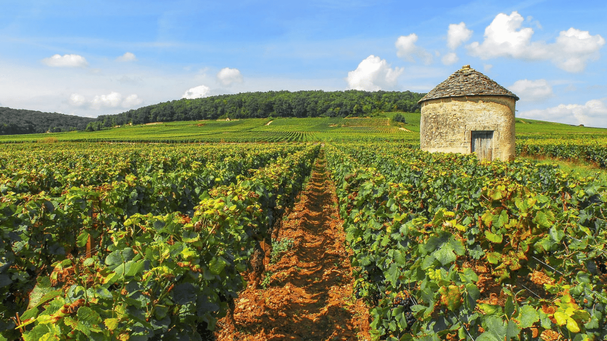 L'organisation internationale de la vigne et du vin à Dijon ?