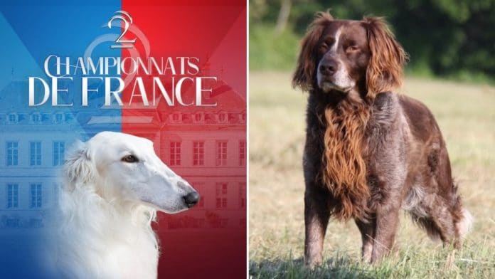 Le championnat de France du chien de race s'installe près de Dijon