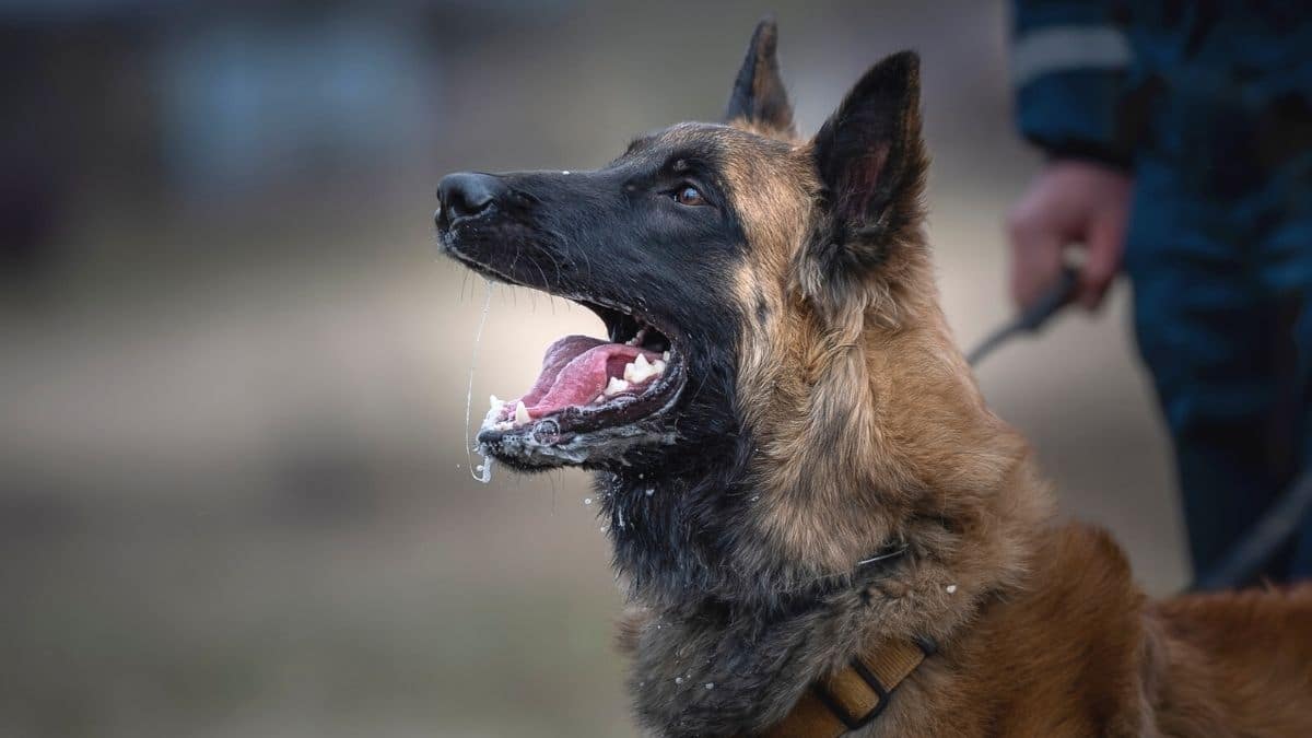 Un chien membre groupe d’investigation cynophile de la gendarmerie de Dijon reçoit une médaille pour récompenser son travail.