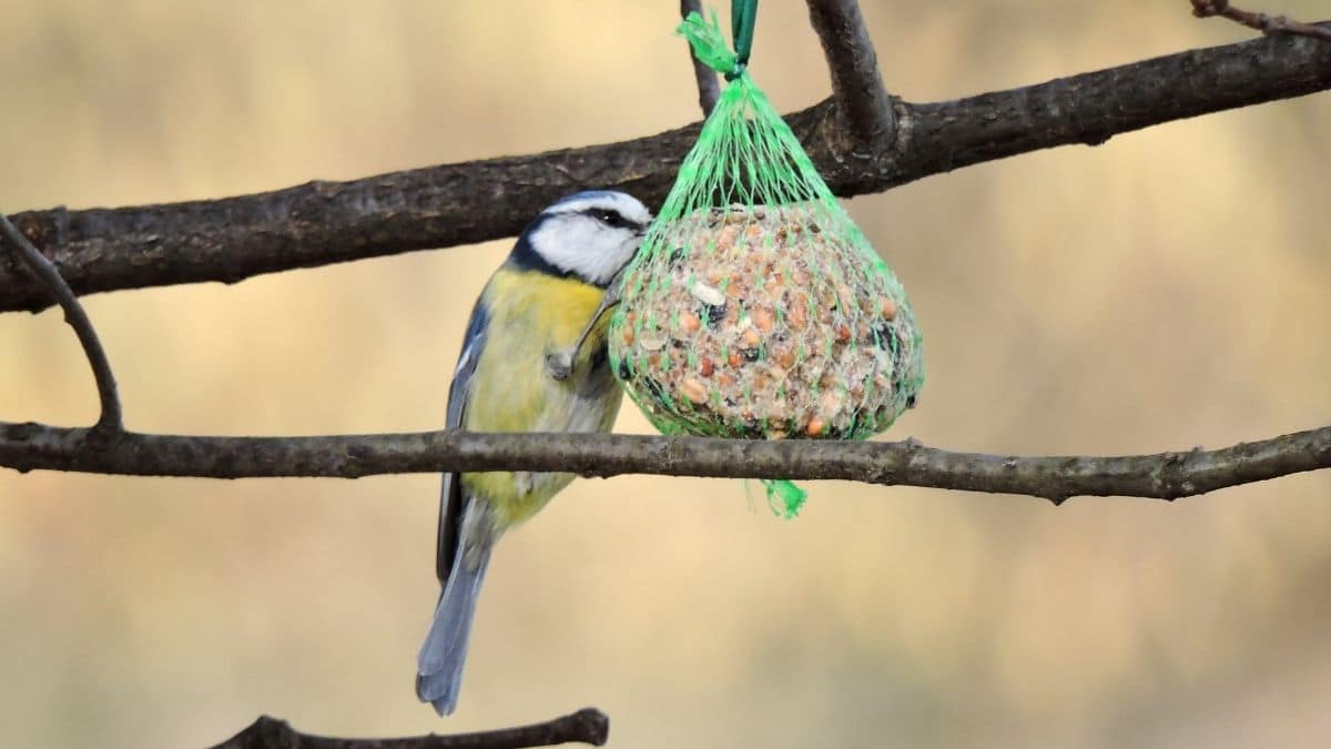 Nourrir les oiseaux l'hiver : les bonnes pratiques