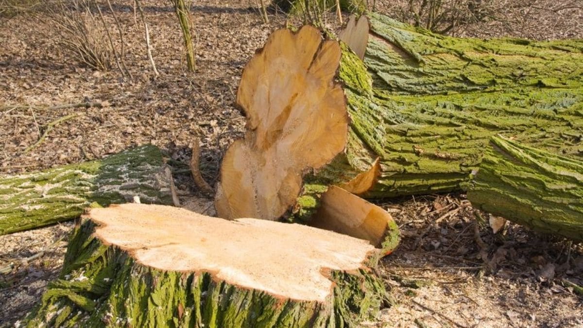 Une vingtaine de personnes étaient présentes le matin du lundi 17 janvier au parc du Château Montmuzard à Dijon pour s'opposer à l’abattage de plusieurs arbres centenaires.