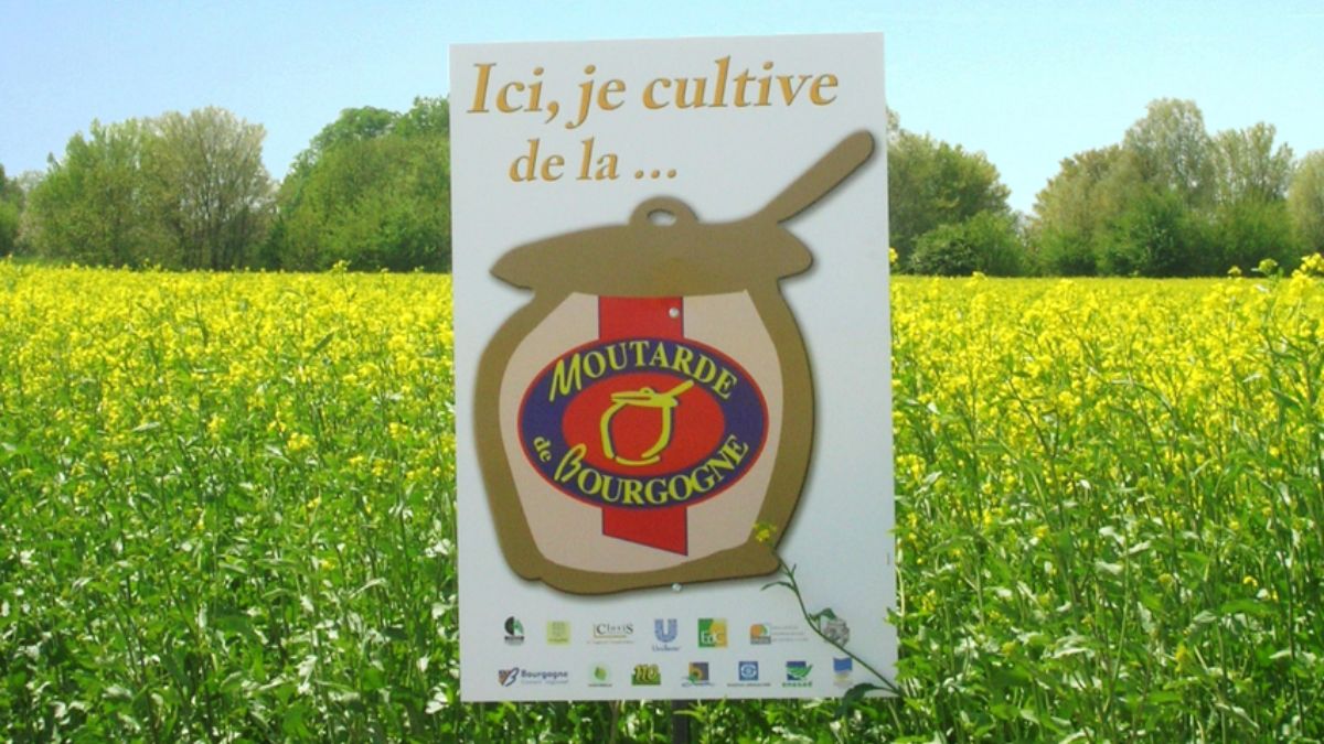 Reine de Dijon lance des moutardes bio et locales