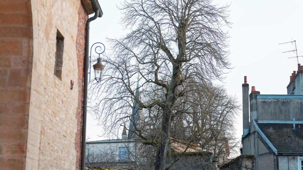 Météo à Dijon du 29 janvier au 4 février 2024