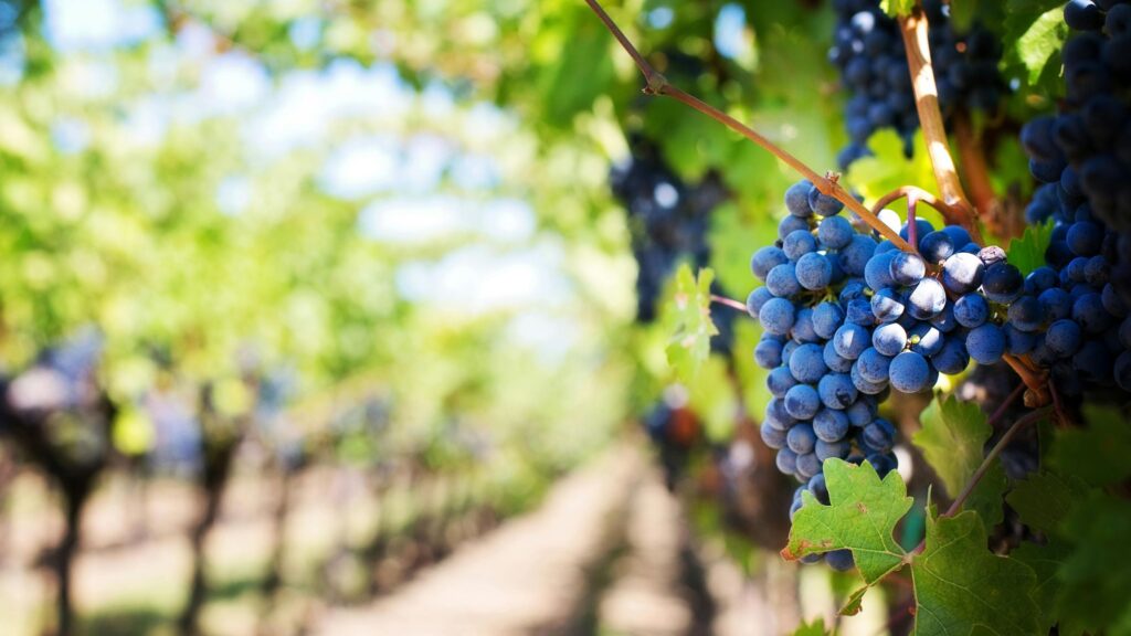 Les Journées Gourmandes de Marsannay sont de retour !