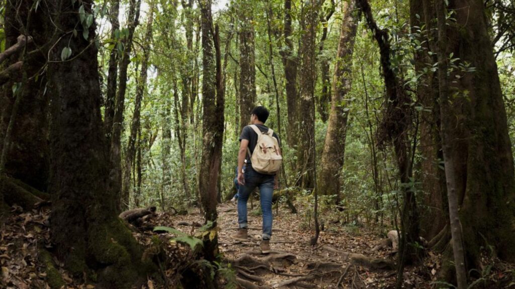 Partez en super-rando à Prauthoy avec le Parc national de forêts