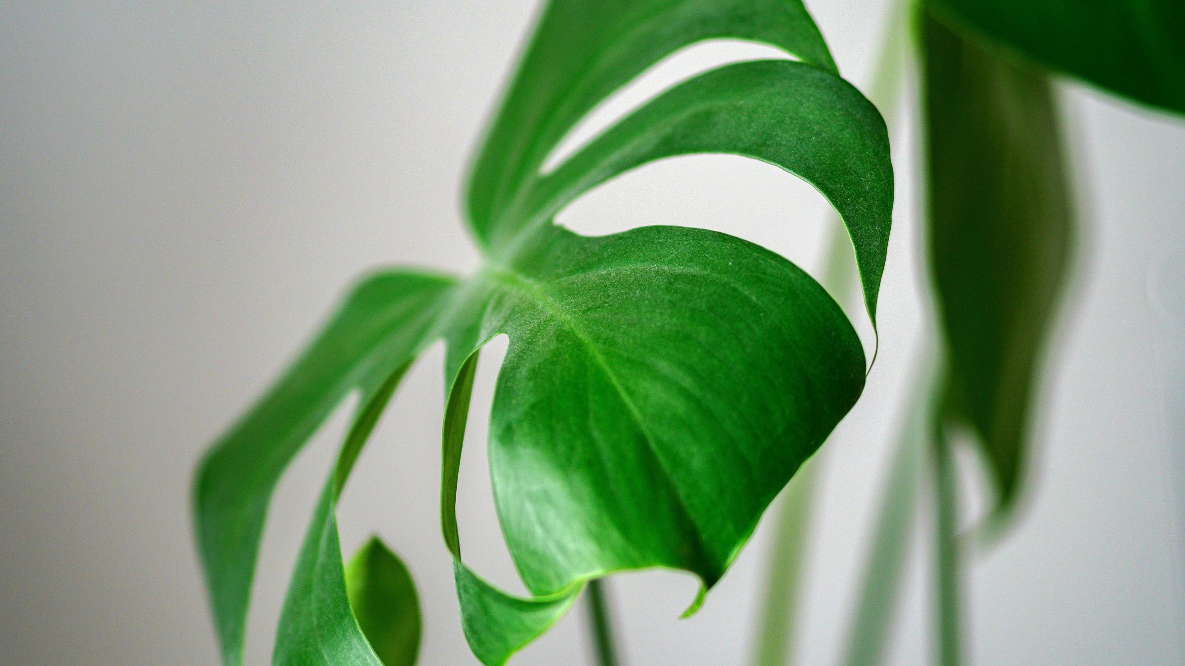 Une grande vente de plantes aux Galeries Lafayette du 18 au 20 octobre