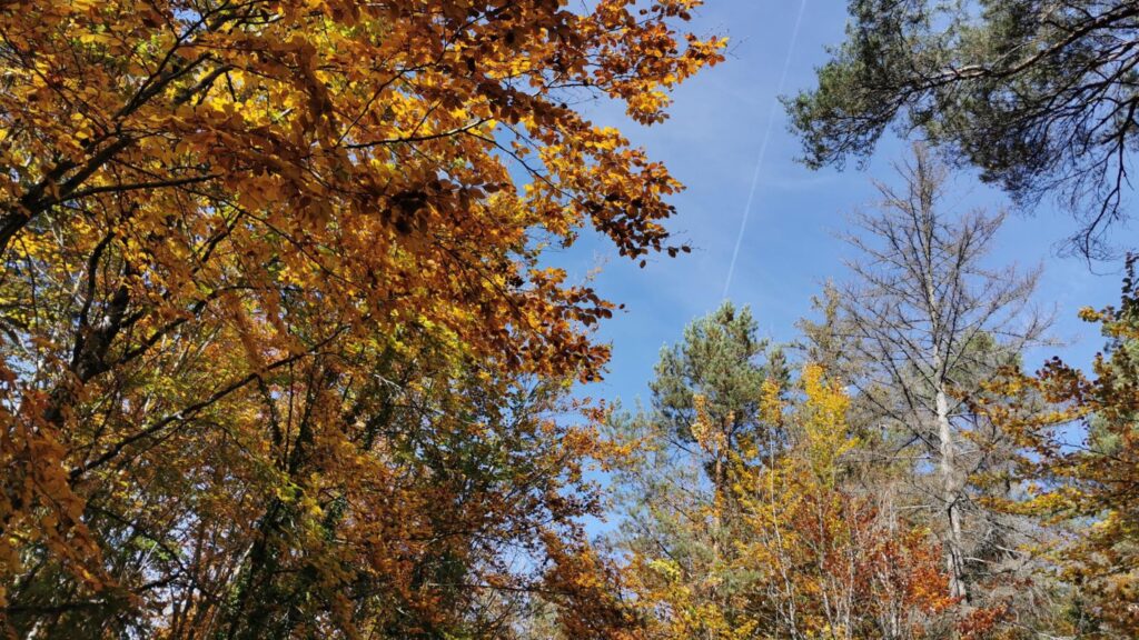 Passez les vacances d'automne avec le Parc national de forêts