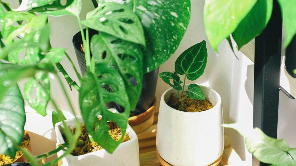 Plantes Pour Tous est de retour aux Galeries Lafayette ce weekend