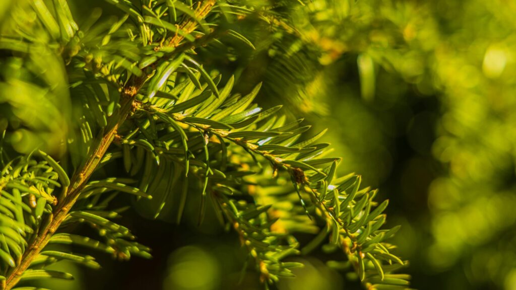 Collecte : Dijon Métropole donne une seconde vie aux sapins de Noël