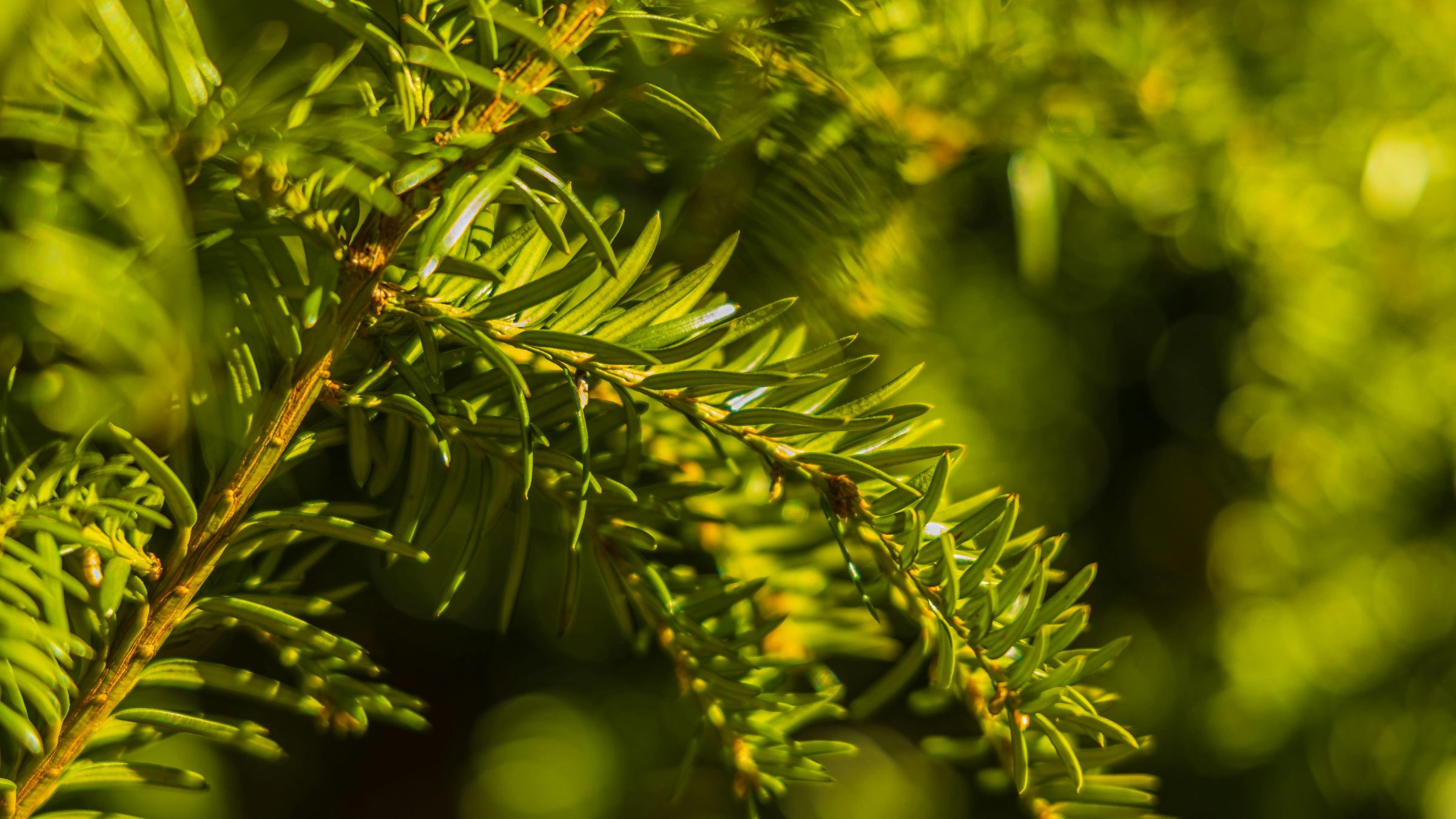 Collecte : Dijon Métropole donne une seconde vie aux sapins de Noël