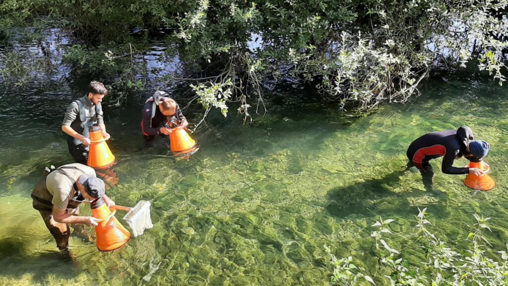 Le Parc national de forêts engagé dans la conservation des espèces aquatiques