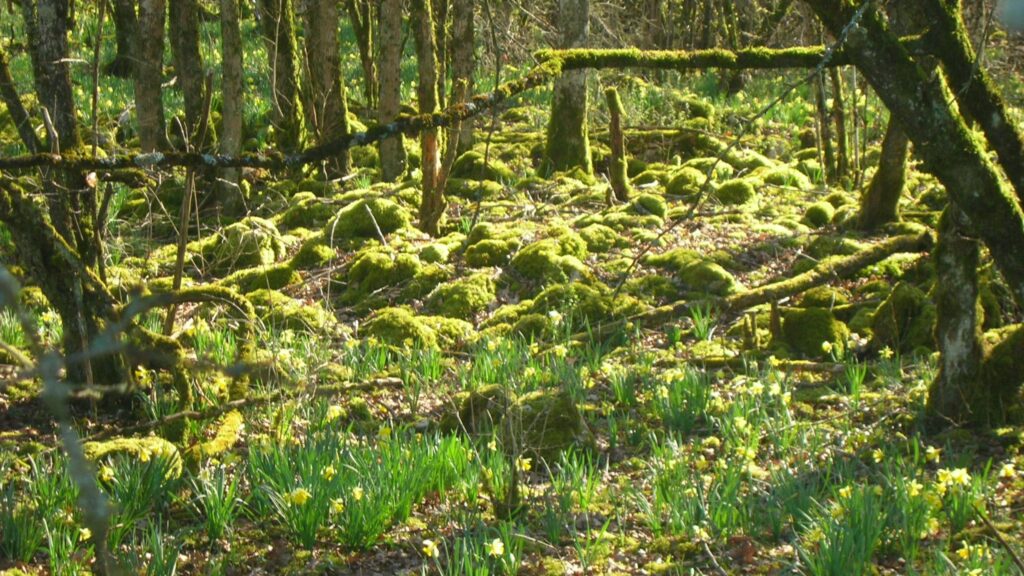 Découvrez les itinéraires du Parc national de forêts dans... Le Guide Michelin !