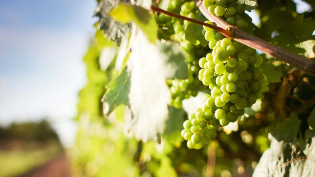 San Vincenzo 2025. Beaune célèbre l'amitié franco-italienne avec le festival des bons vivants !