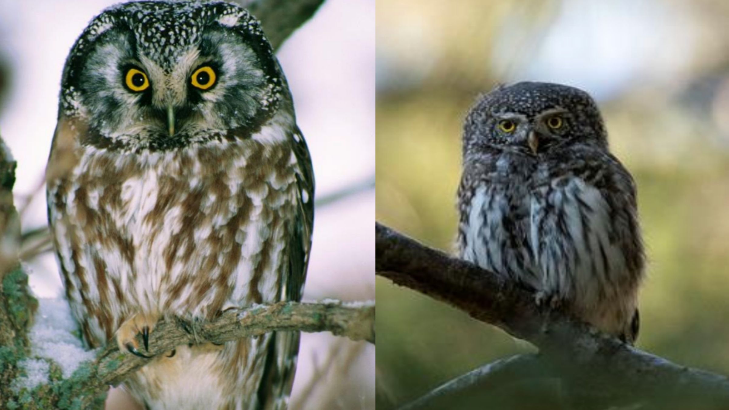 Le Parc national de forêts annonce un projet de conservation des Petites Chouettes de montagne