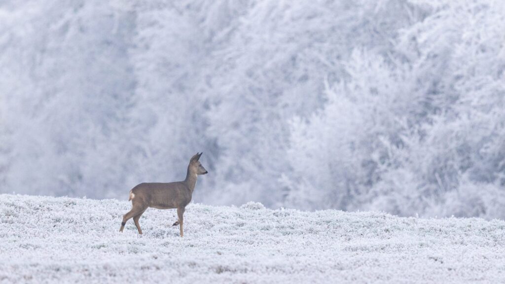 Vacances d'hiver. Quelles sont les animations gratuites du Parc national de forêts ?