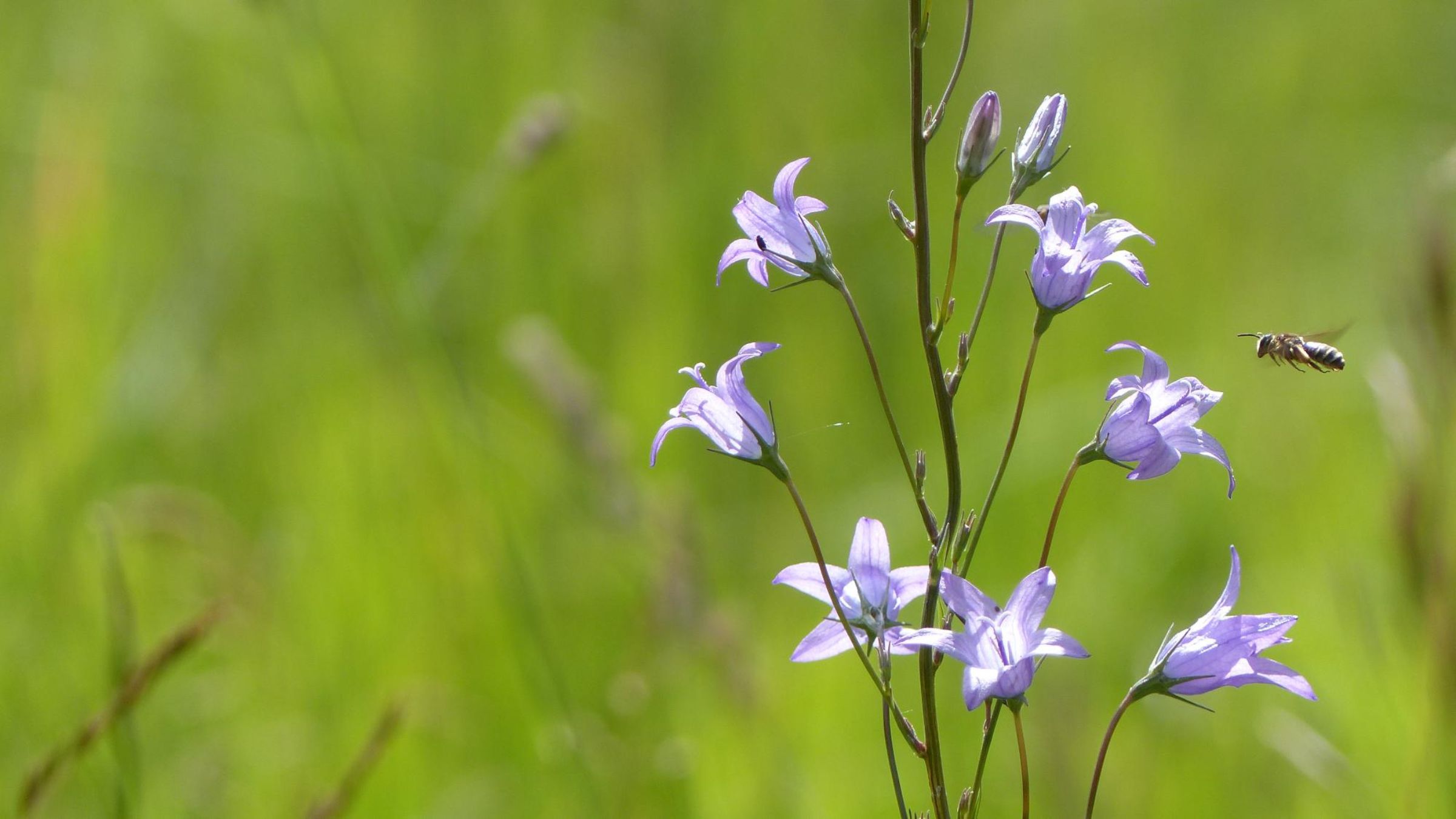 Vacances de printemps. Quelles sont les animations gratuites du Parc national de forêts ?