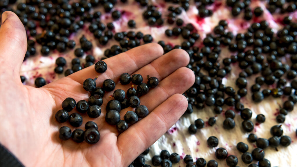 Le Département de Côte-d'Or inaugure la Route du Cassis