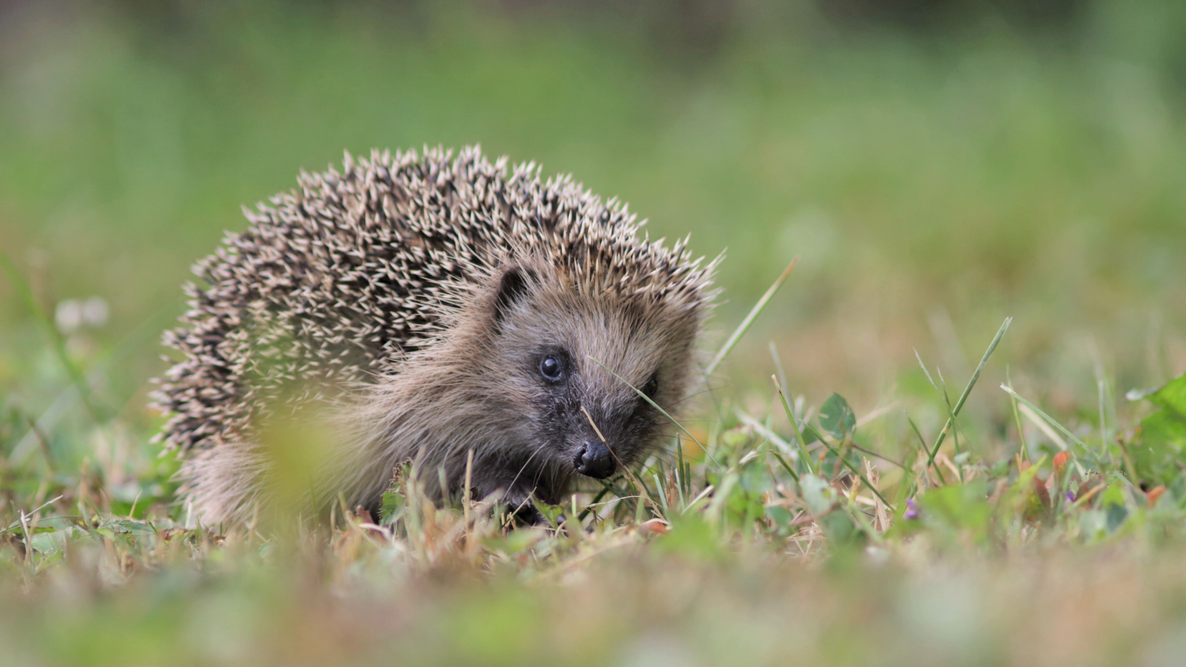Partez à la rencontre de la nature au Parc national de forêts