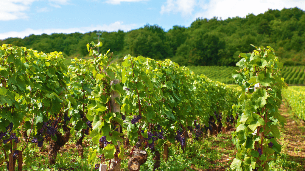 Vignobles en Scène : quand le vin et l'art ne font qu'un