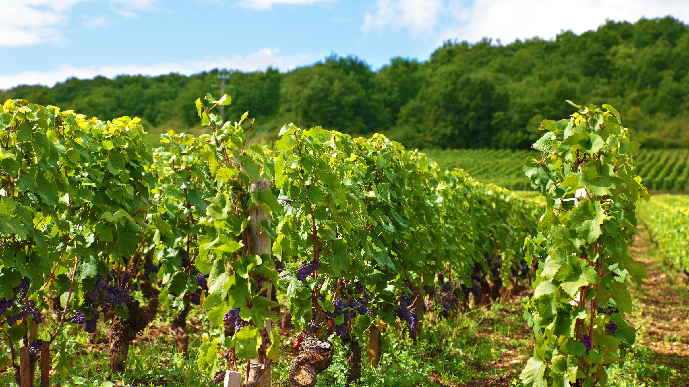 Vignobles en Scène : quand le vin et l'art ne font qu'un