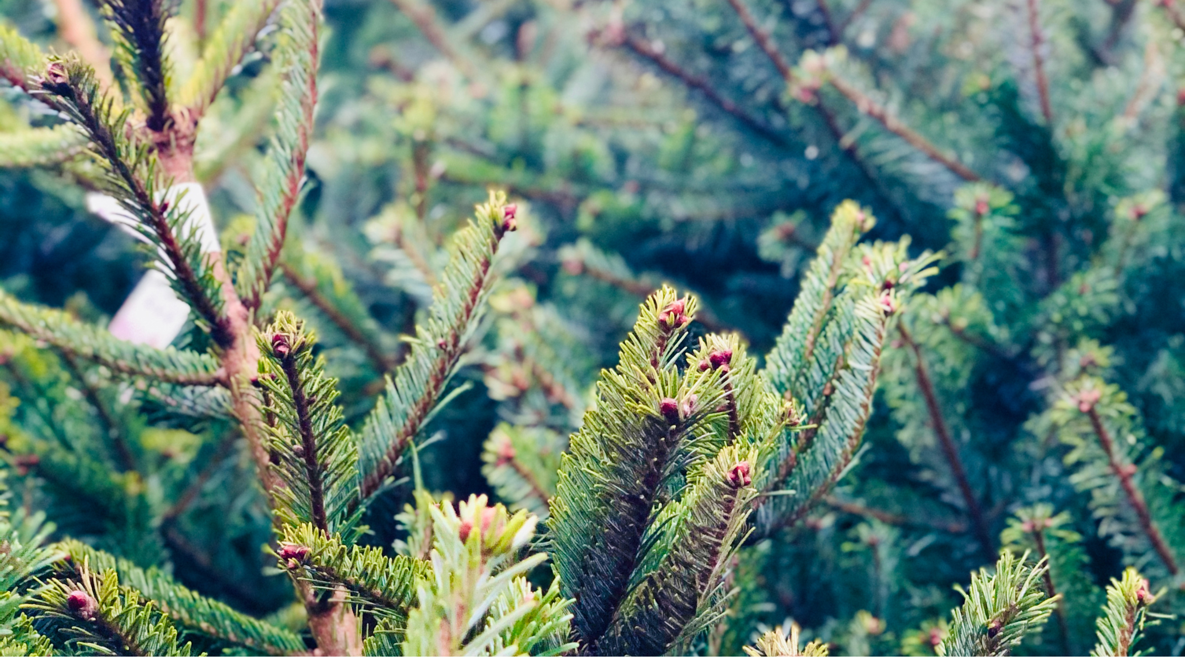 Sapins de Noël : la collecte gratuite reviendra dans toute la métropole