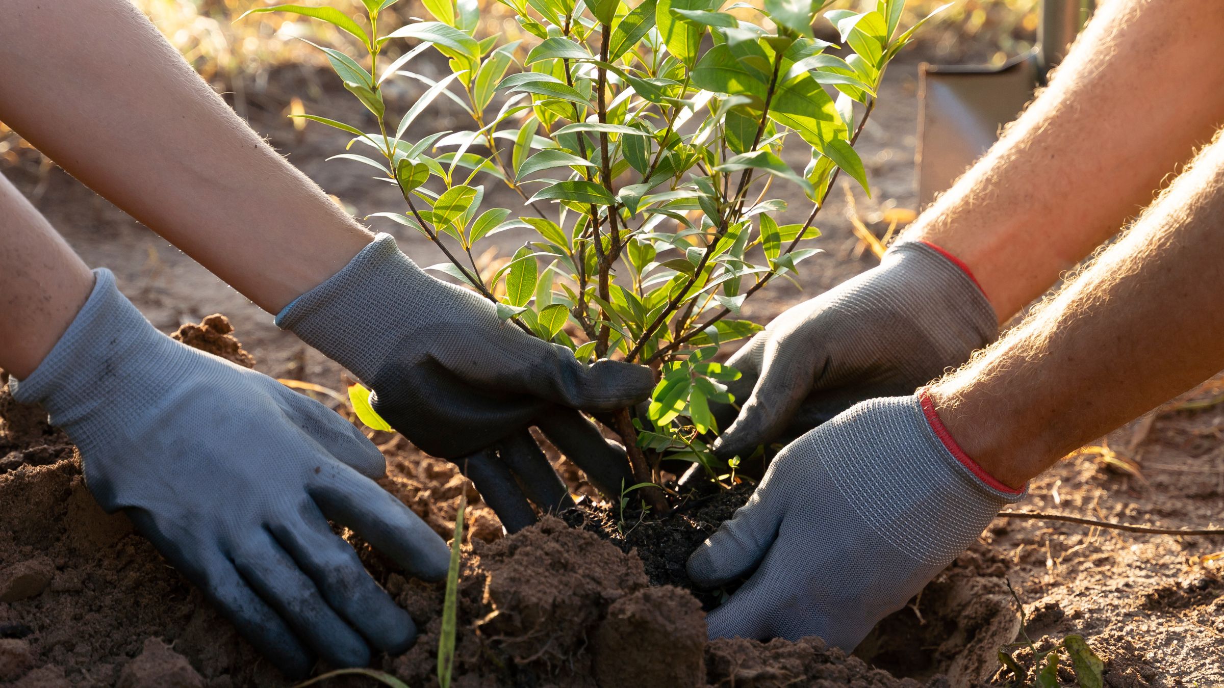 Chevigny-Saint-Sauveur franchit le cap des 3 000 arbres plantés en six ans
