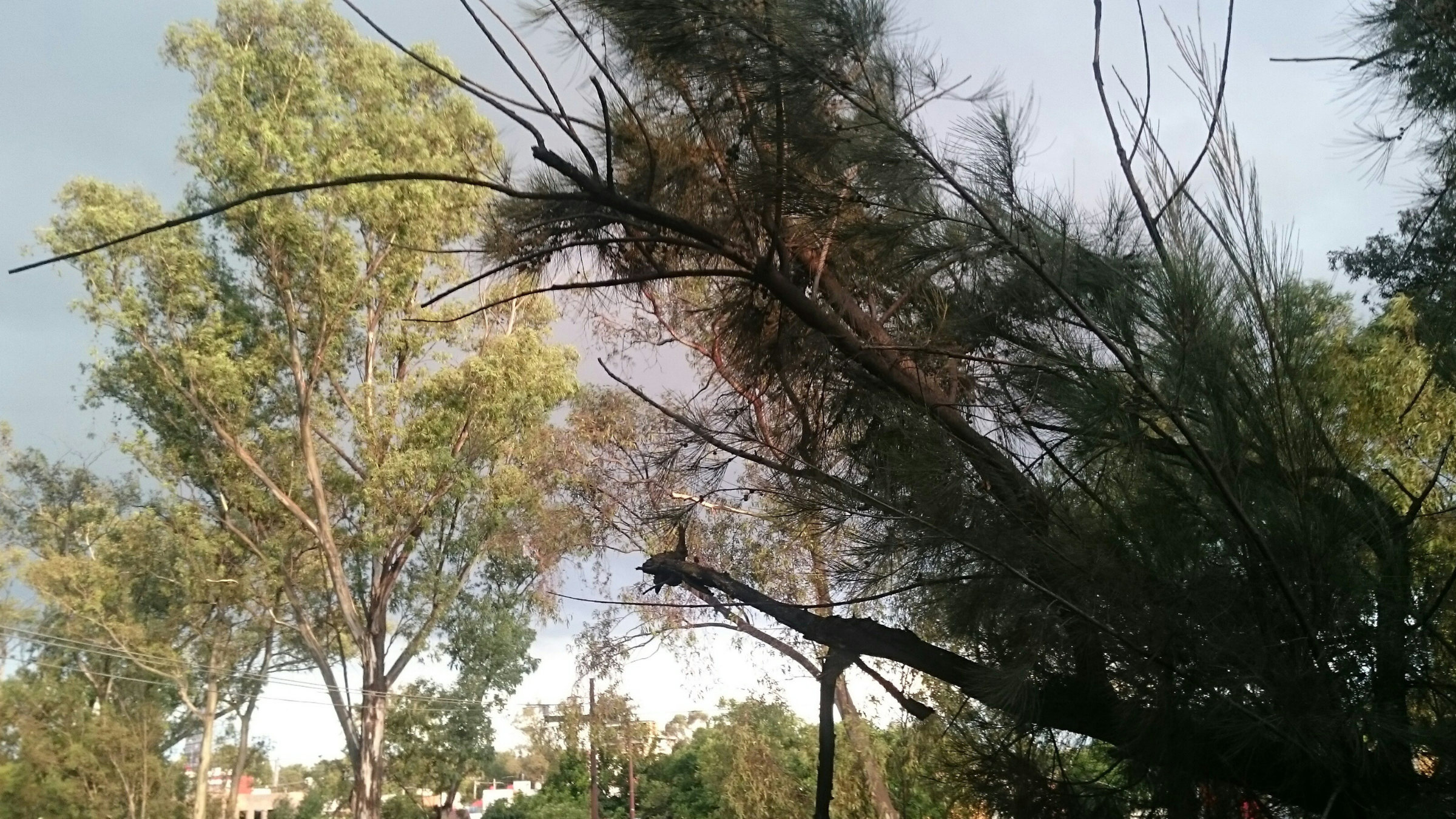 Une météo mouvementée : vigilances jaunes et parcs fermés