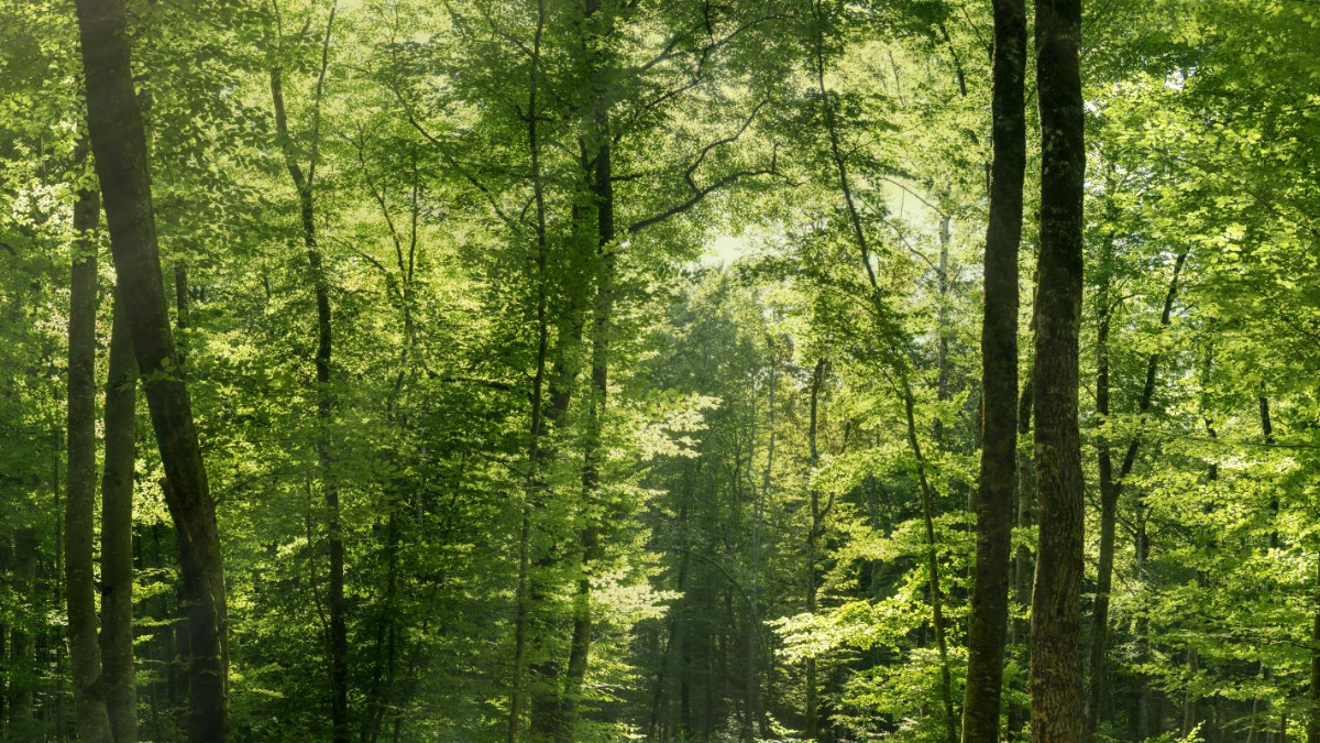 Le printemps s’installe au Parc national de forêts