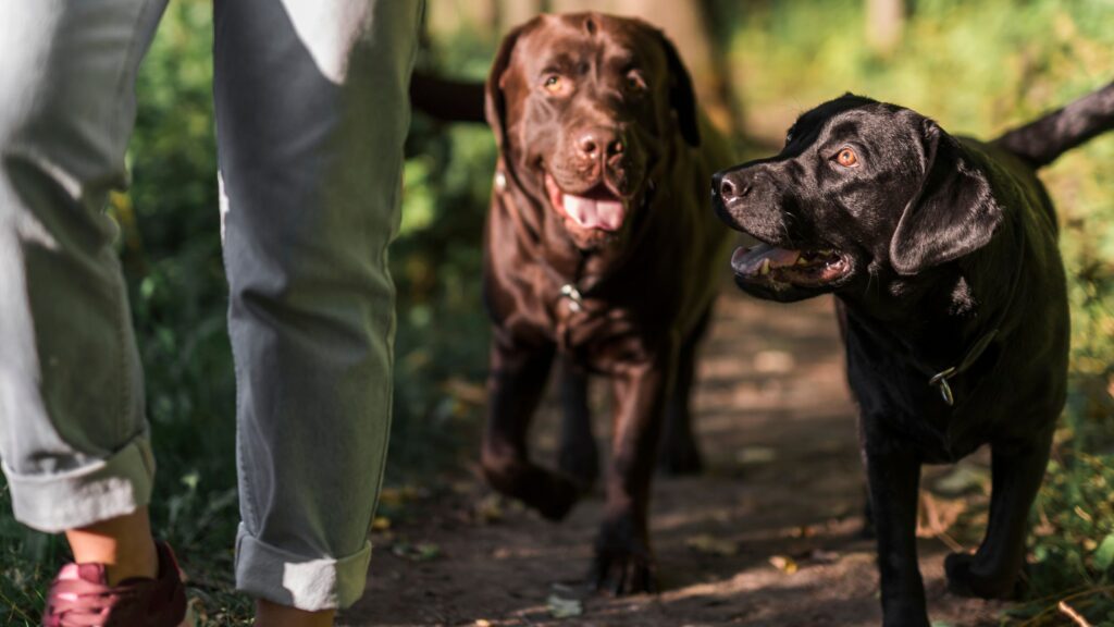 L'espace cani-ludique de La Grande Famille du Chien fête ses 12 ans