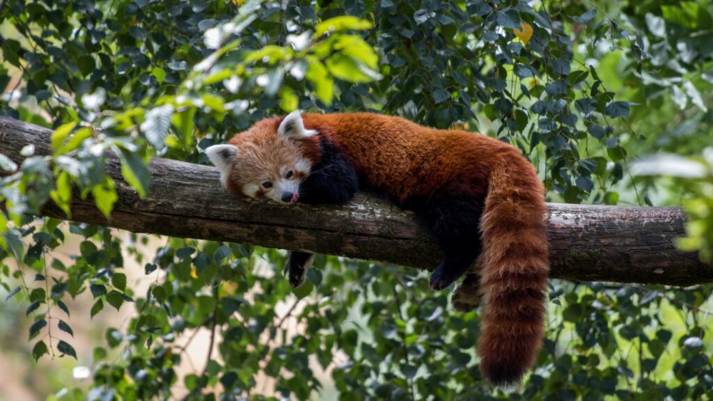 Le Parc de l’Auxois accueille deux pandas roux