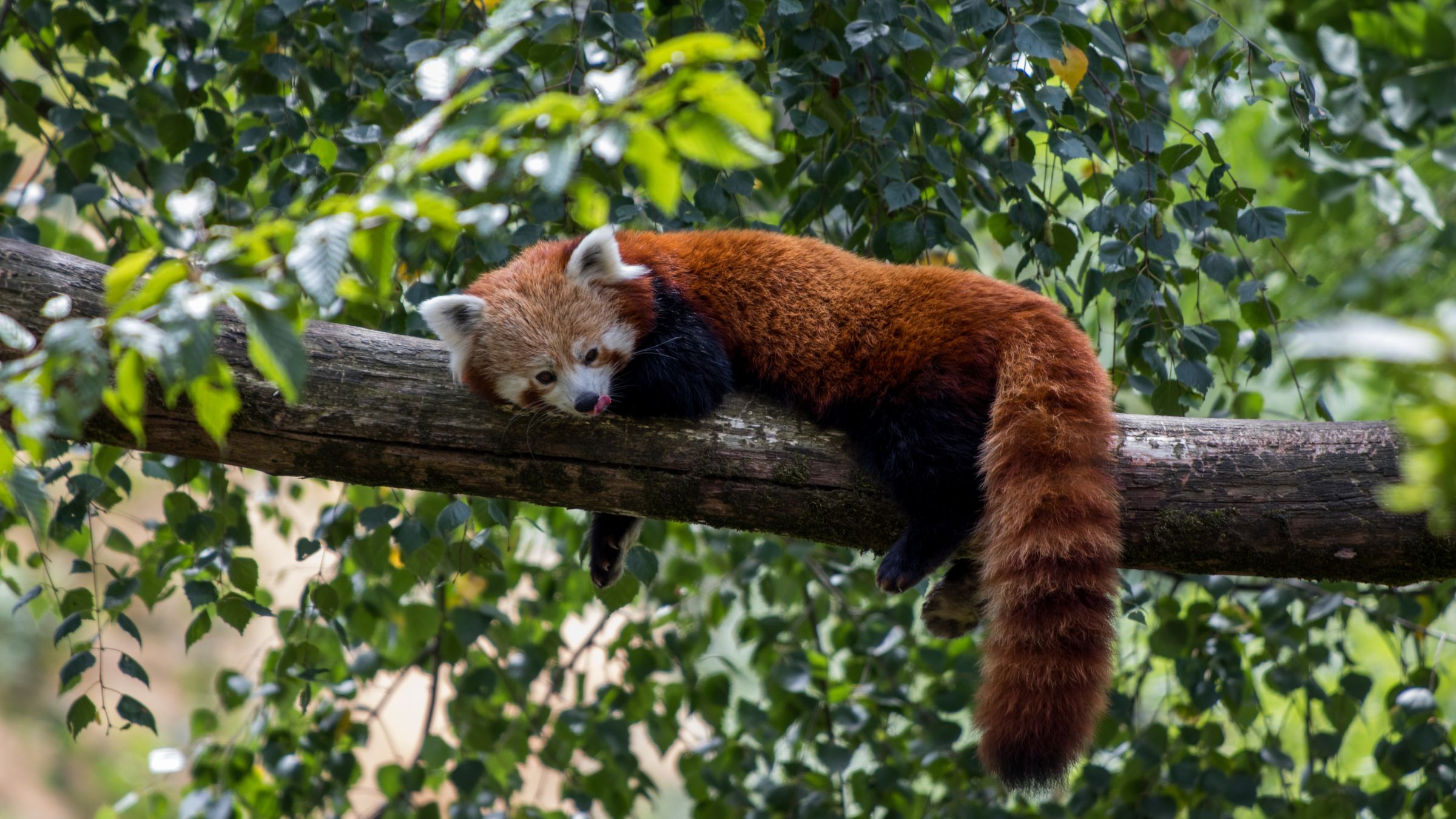 Le Parc de l’Auxois accueille deux pandas roux